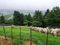 대관령알프스양떼목장 관광 정보와 주변 관광 명소 및 근처 맛집 여행 정보