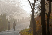 Seongmodo Island Arboretum (석모도 수목원) - Sightseeing - Korea travel and tourism information