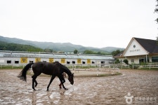 통도승마랜드 레저스포츠 정보와 주변 관광 명소 및 근처 맛집 여행 정보