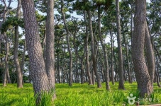 대왕암 송림 관광 정보와 주변 관광 명소 및 근처 맛집 여행 정보