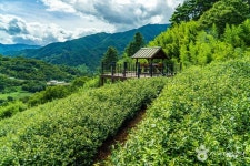 도심다원 음식점 정보와 주변 관광 명소 및 근처 맛집 여행 정보