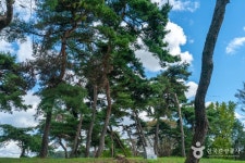 목계솔밭(충주) 관광 정보와 주변 관광 명소 및 근처 맛집 여행 정보