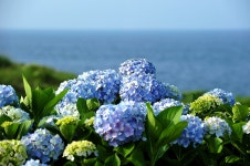 종달리 수국길 관광 정보와 주변 관광 명소 및 근처 맛집 여행 정보