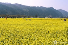 Samcheok Maengbang Yuchaekkot Village (삼척 맹방유채꽃 마을) - Sightseeing - Korea travel and tourism information