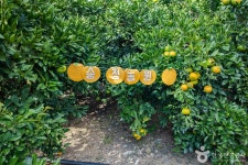 제주송정농원 관광 정보와 주변 관광 명소 및 근처 맛집 여행 정보