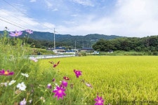 신기마을 관광 정보와 주변 관광 명소 및 근처 맛집 여행 정보