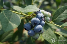 영동 덕수이씨 육세팔효정문 - 주변 여행 및 근처 관광 명소 - 국내 여행 정보와 관광 명소 정보