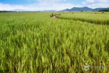 Suncheonman Wetland (순천만습지) - Sightseeing - Korea travel and tourism information