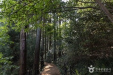 미래사 편백나무숲 관광 정보와 주변 관광 명소 및 근처 맛집 여행 정보