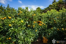 제주송정농원 관광 정보와 주변 관광 명소 및 근처 맛집 여행 정보