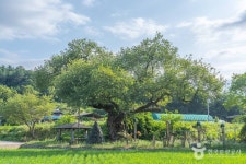 구미 금산리 떡버들나무 관광 정보와 주변 관광 명소 및 근처 맛집 여행 정보