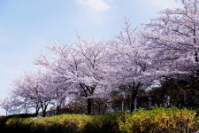 Yudalsan Spring Festival (유달산 봄축제) - Festivals - Korea travel and tourism information