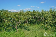 사천 고읍단감마을 관광 정보와 주변 관광 명소 및 근처 맛집 여행 정보