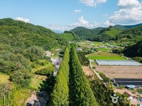 부귀 메타세쿼이아길 관광 정보와 주변 관광 명소 및 근처 맛집 여행 정보