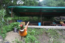 다릿골농장가든 음식점 정보와 주변 관광 명소 및 근처 맛집 여행 정보