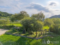 구미 금산리 떡버들나무 관광 정보와 주변 관광 명소 및 근처 맛집 여행 정보