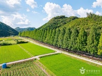 부귀 메타세쿼이아길 관광 정보와 주변 관광 명소 및 근처 맛집 여행 정보