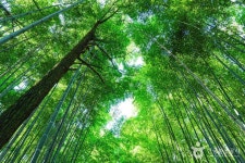 고창읍성 맹종죽림 관광 정보와 주변 관광 명소 및 근처 맛집 여행 정보