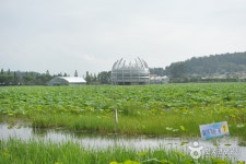 Muan Hoesan White Lotus Pond (무안회산백련지) - Sightseeing - Korea travel and tourism information