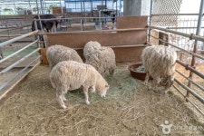 늘푸른체험농원 관광 정보와 주변 관광 명소 및 근처 맛집 여행 정보
