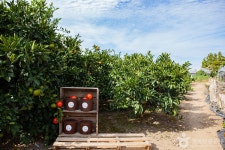 제주송정농원 관광 정보와 주변 관광 명소 및 근처 맛집 여행 정보