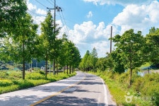 부귀 메타세쿼이아길 관광 정보와 주변 관광 명소 및 근처 맛집 여행 정보
