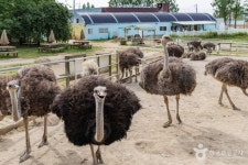 우농타조농장 관광 정보와 주변 관광 명소 및 근처 맛집 여행 정보