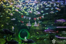 대전아쿠아리움 문화 정보와 주변 관광 명소 및 근처 맛집 여행 정보