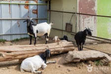 우농타조농장 관광 정보와 주변 관광 명소 및 근처 맛집 여행 정보
