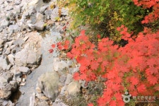 Dutasan National Recreational Forest (국립 두타산자연휴양림) - Sightseeing - Korea travel and tourism information Dutasan... 