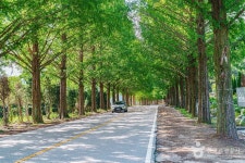 부귀 메타세쿼이아길 관광 정보와 주변 관광 명소 및 근처 맛집 여행 정보