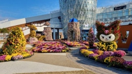 청정완도 가을 섬 여행 최신 축제 공연 행사 정보와 주변 관광 명소 및 근처 맛집 여행 정보