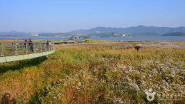 신성리 갈대밭 관광 정보와 주변 관광 명소 및 근처 맛집 여행 정보