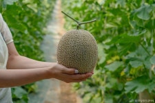 야미야미팜(야미야미팜농업회사법인(주)) 관광 정보와 주변 관광 명소 및 근처 맛집 여행 정보