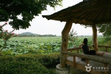 務安 回山白蓮池（무안회산백련지） - 観光 - 韓国旅行・観光情報