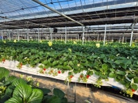 율봄식물원 딸기 시즌 최신 축제 공연 행사 정보와 주변 관광 명소 및 근처 맛집 여행 정보