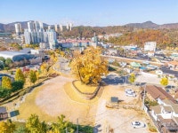 영월 하송리 은행나무 관광 정보와 주변 관광 명소 및 근처 맛집 여행 정보