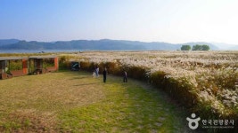 신성리 갈대밭 관광 정보와 주변 관광 명소 및 근처 맛집 여행 정보