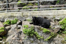 의신 베어빌리지 관광 정보와 주변 관광 명소 및 근처 맛집 여행 정보