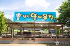 양평양떼목장 관광 정보와 주변 관광 명소 및 근처 맛집 여행 정보