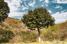 천관산동백생태숲 관광 정보와 주변 관광 명소 및 근처 맛집 여행 정보