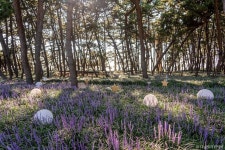 장항송림자연휴양림 관광 정보와 주변 관광 명소 및 근처 맛집 여행 정보