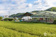 양구 국토정중앙배꼽마을 관광 정보와 주변 관광 명소 및 근처 맛집 여행 정보