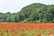 뽐뿌:축제정보 - 원주 용수골꽃양귀비축제 2019
