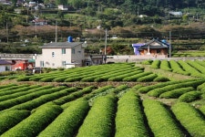 정금마을 관광 정보와 주변 관광 명소 및 근처 맛집 여행 정보