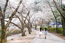마이산 벚꽃길 관광 정보와 주변 관광 명소 및 근처 맛집 여행 정보