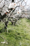 Bohae Plum Farm (보해매실농원) - Sightseeing - Korea travel and tourism information