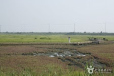太平塩生植物園（태평염생식물원） - 観光 - 韓国旅行・観光情報
