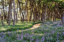 장항송림자연휴양림 관광 정보와 주변 관광 명소 및 근처 맛집 여행 정보