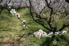 보해매실농원 관광 정보와 주변 관광 명소 및 근처 맛집 여행 정보